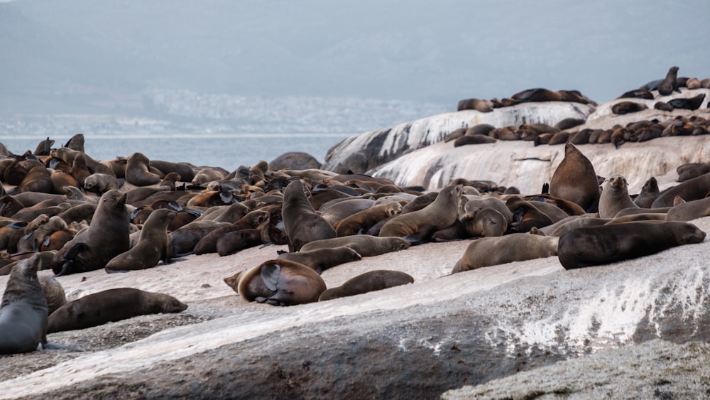 a group of seals on a beach