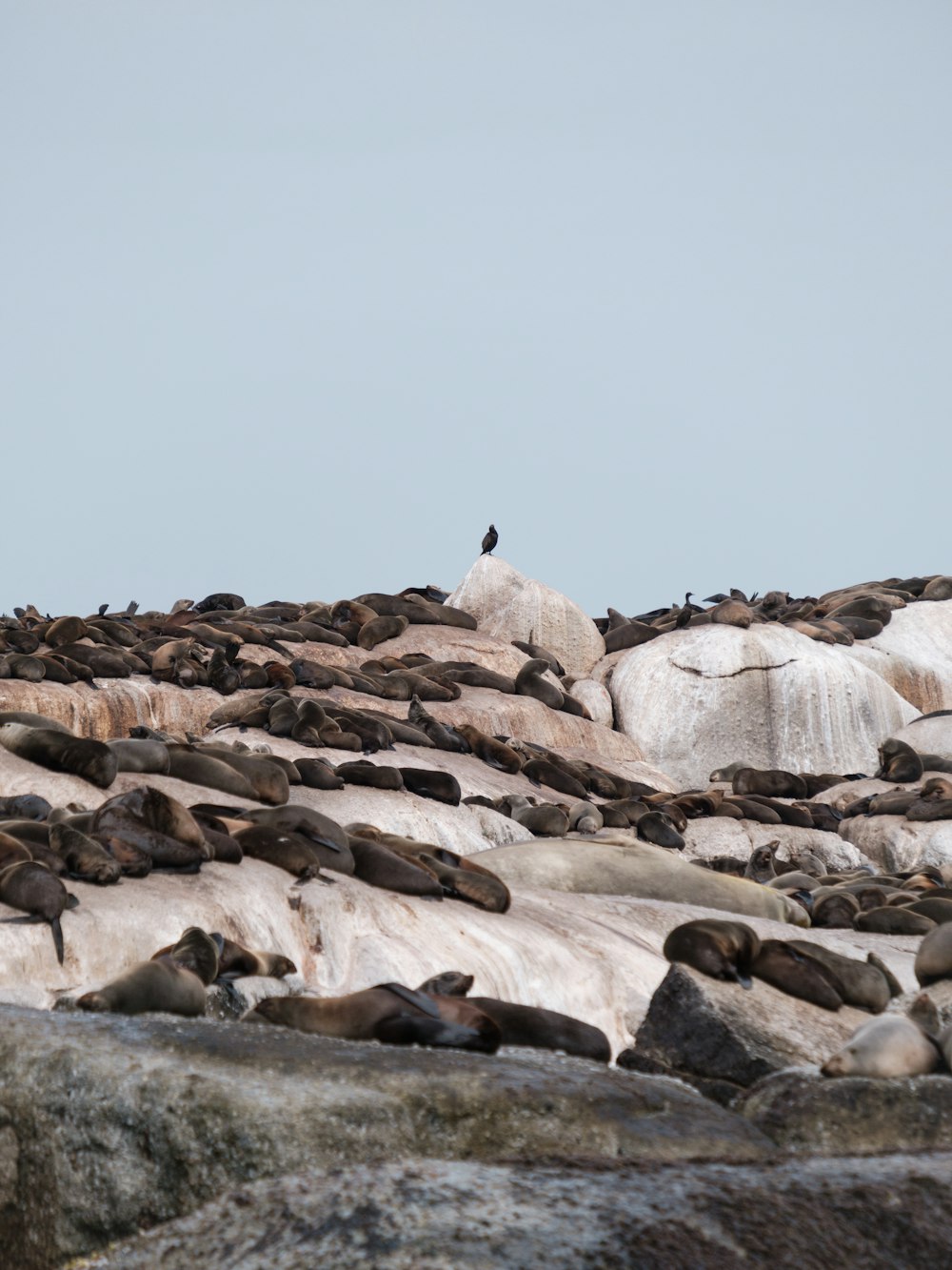 a bird on a rocky beach