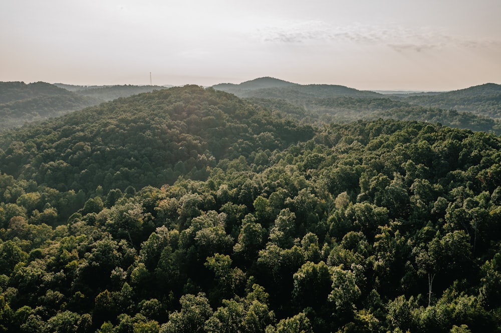 a large forest of trees