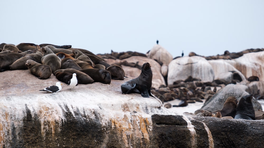 a group of seals lying on a rock