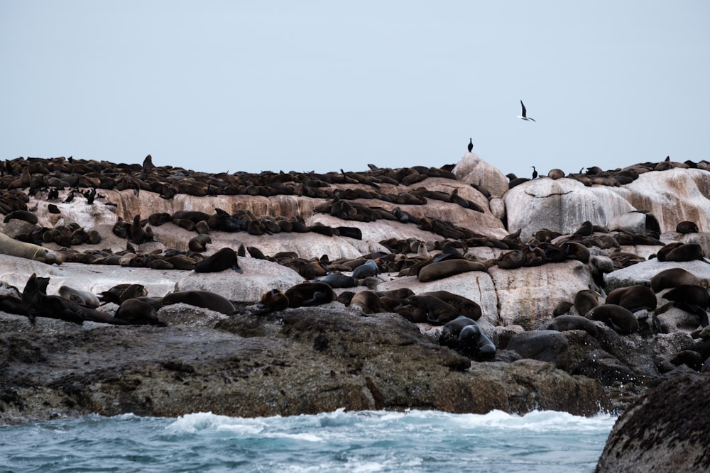 Un grupo de focas en una playa rocosa