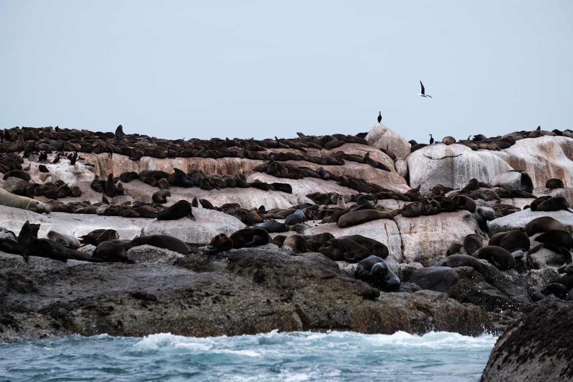 a group of seals on a rocky beach