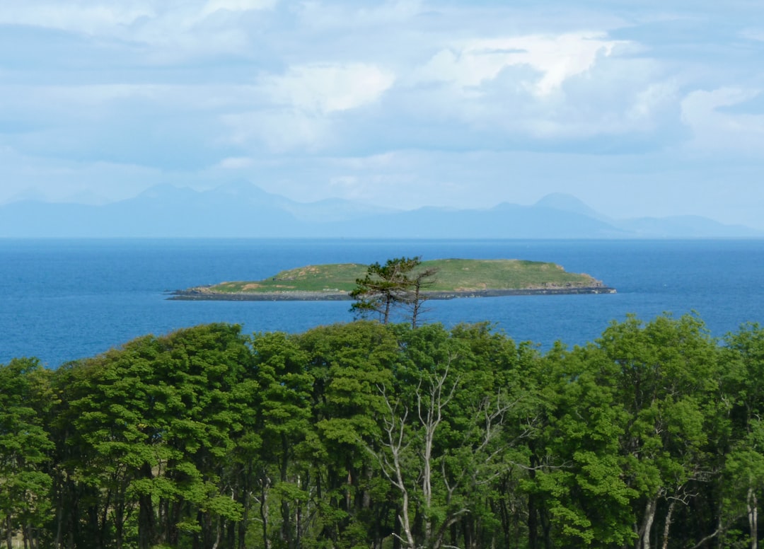 a group of trees next to a body of water,