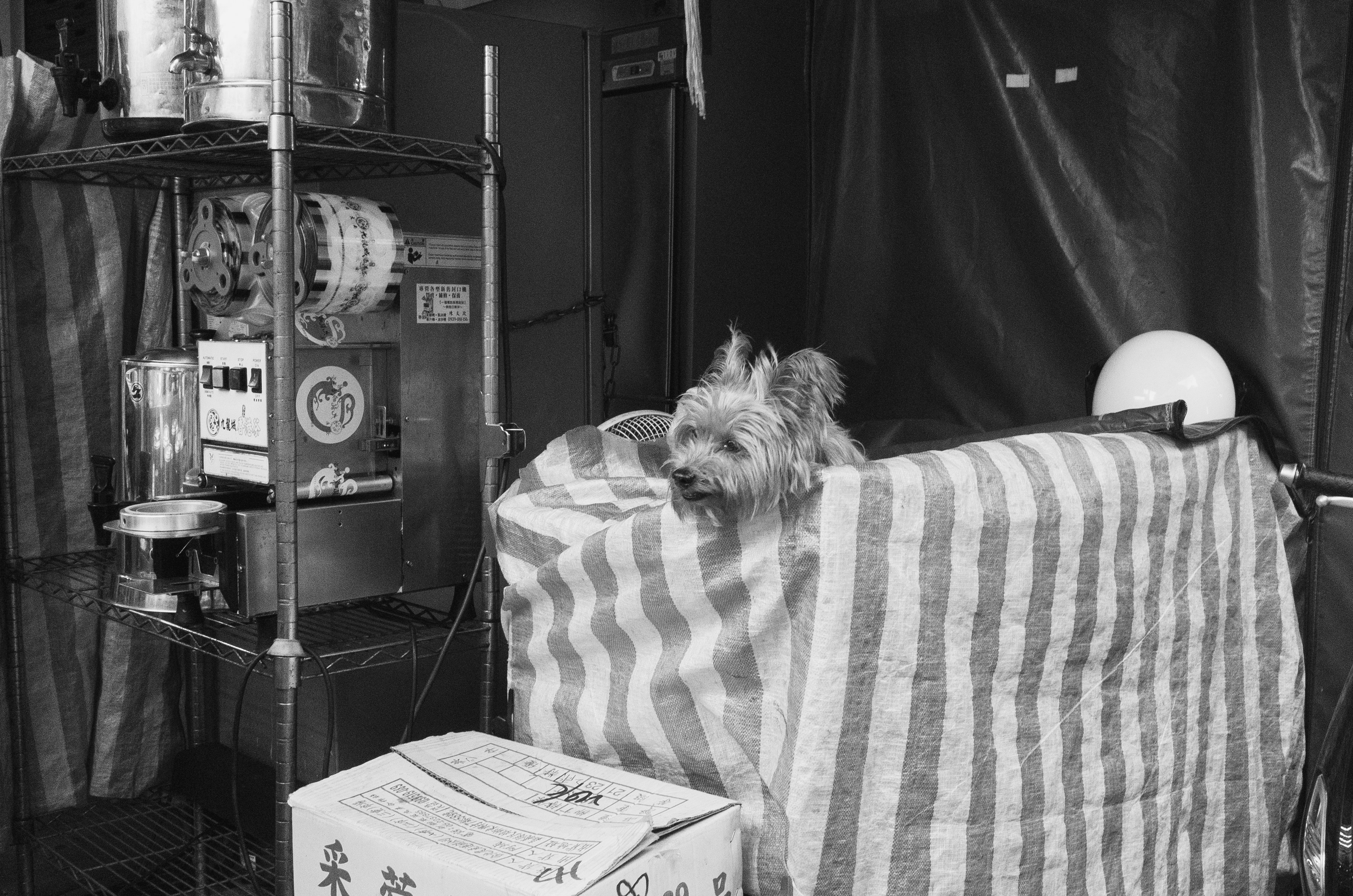 a dog sleeping on a bed