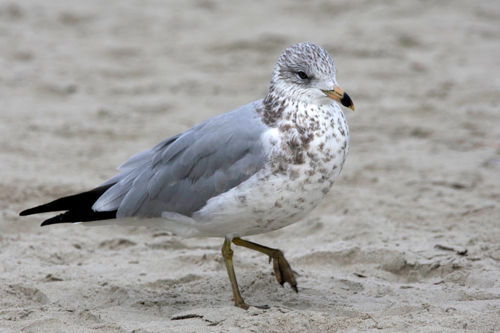 a bird walking on sand