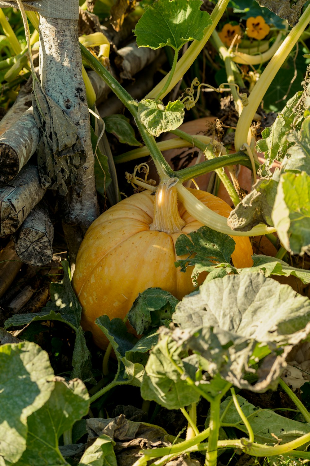 a group of fruit and vegetables