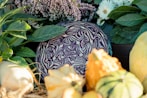 a group of fruit and vegetable salad