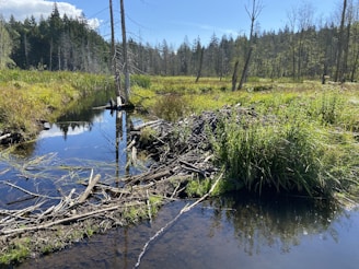 a small river with trees and grass