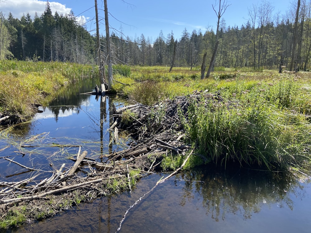 a small river with trees and grass