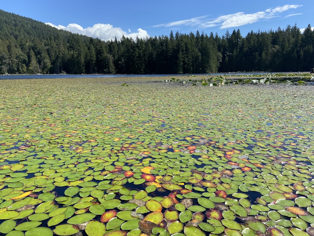 a lake with lily pads and trees