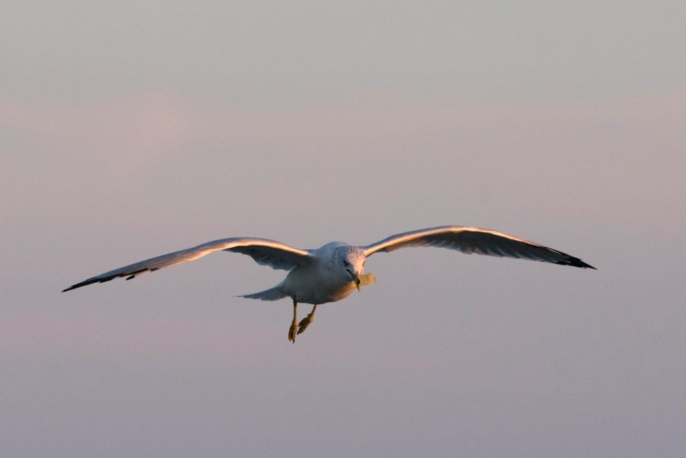 Un oiseau volant dans le ciel