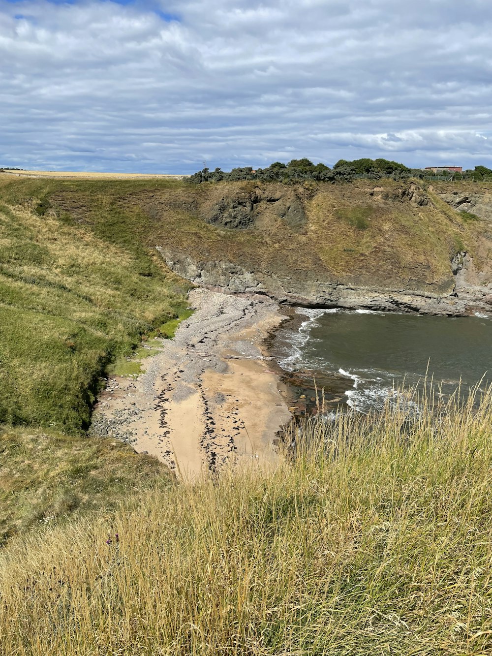 a sandy beach with grass and bushes