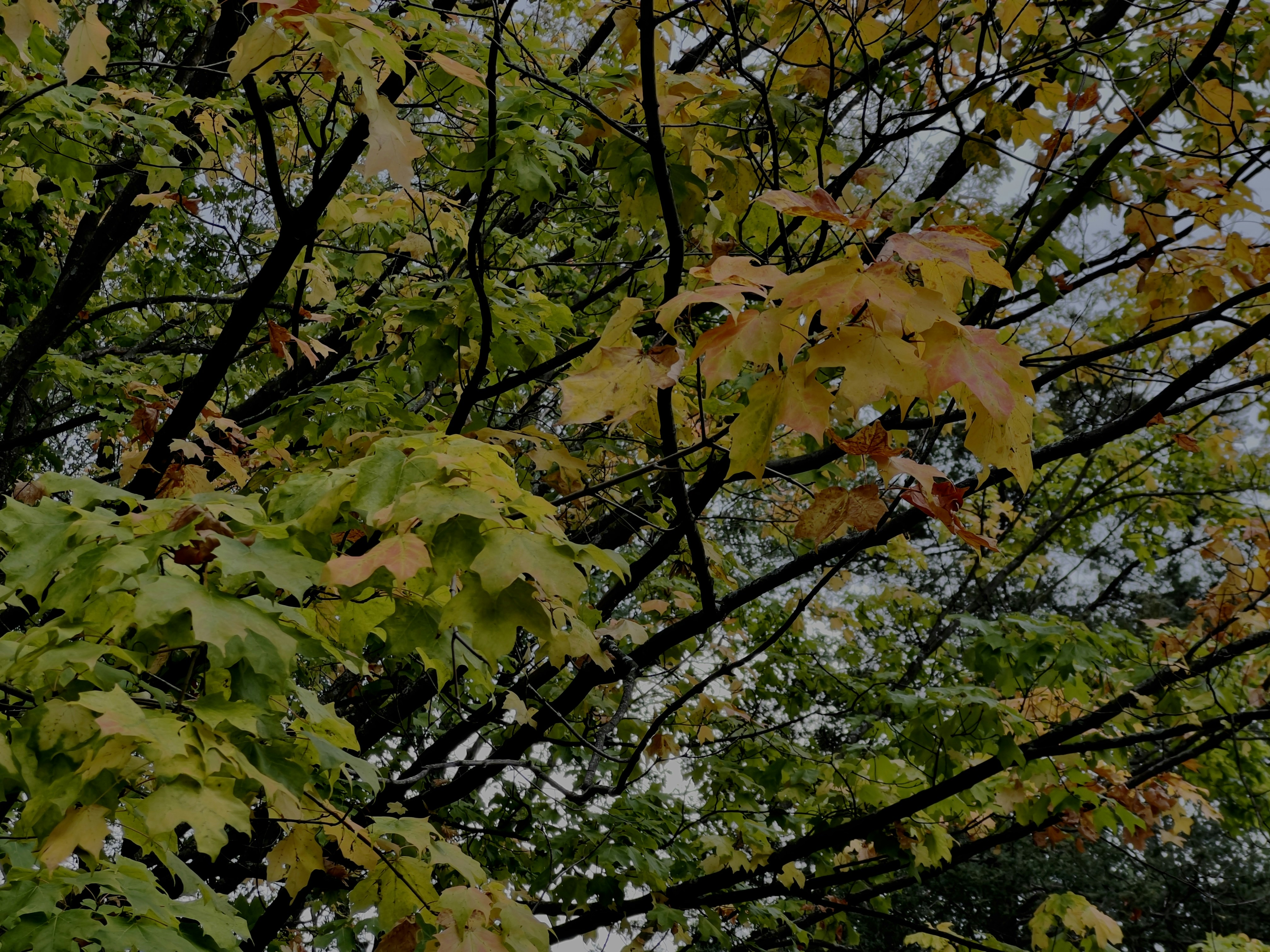 Photo by apaturairis