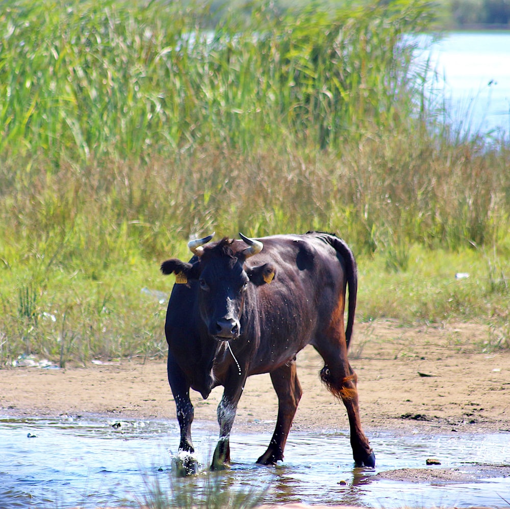 a couple of cows walk through a muddy river