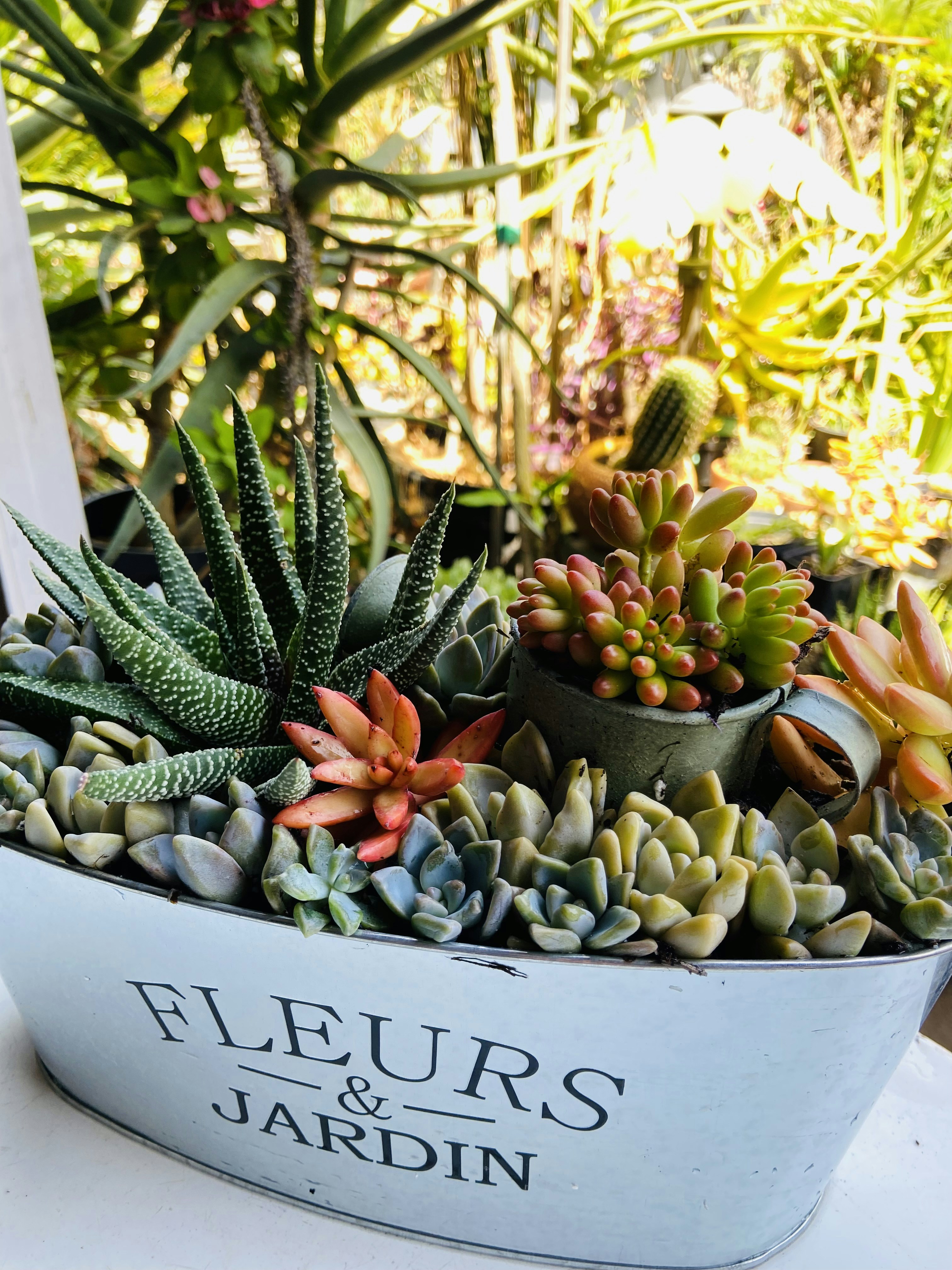 Succululu Open Pleasure