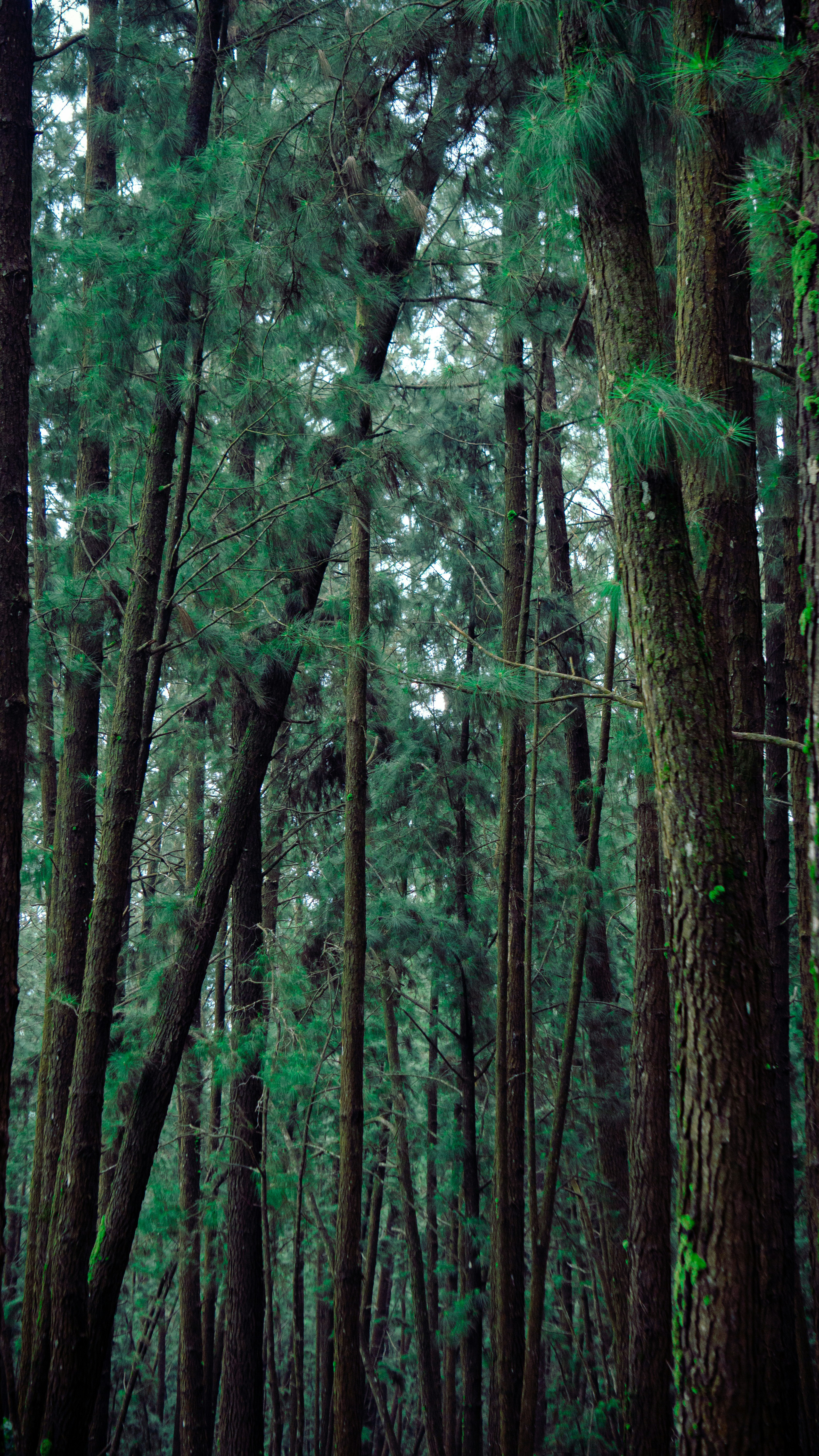 Dense forest with tall trees, shafts of dim light filtering through dark canopy, deep shadow atmosphere