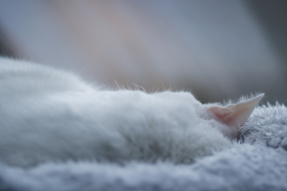 a white cat lying on a blanket