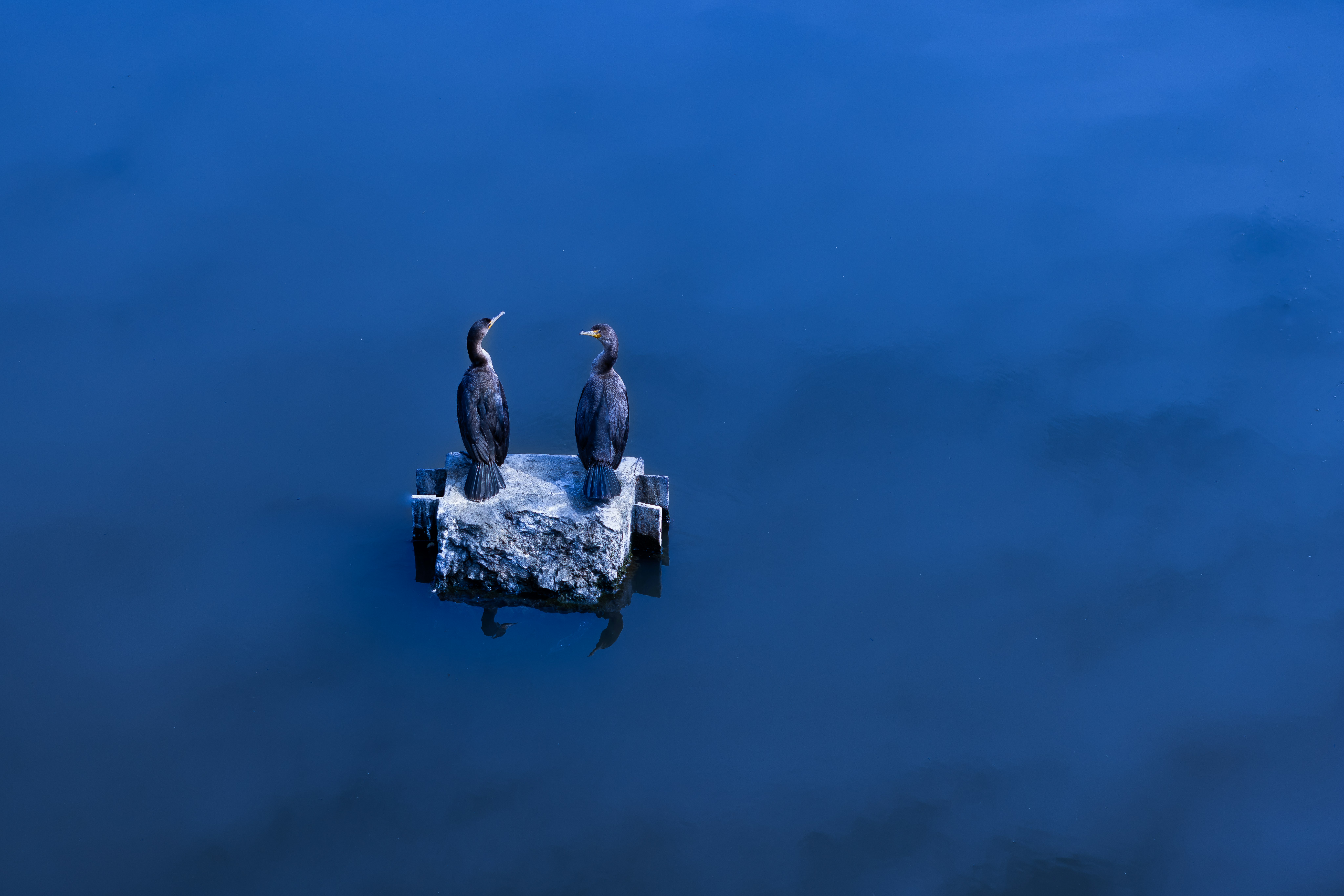 Zwei Vögel auf einer kleinen Insel
