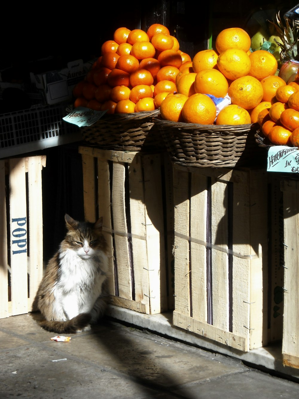 a cat sits in front of a fruit stand