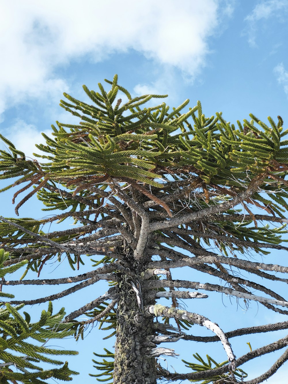 a tree with many branches