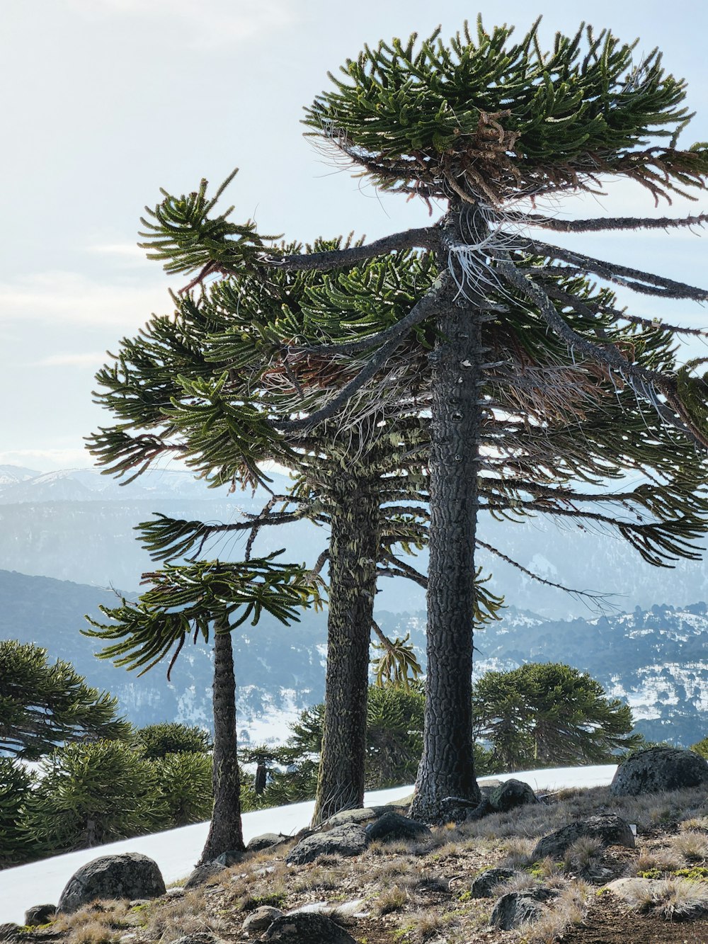 a group of trees