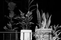 Three potted plants are placed on a horizontal surface against a dark background. Each plant pot has a distinct design: one is a dark-colored pot, another is a white pot, and the third is a woven basket-like pot with handles. The plants appear healthy and varied in type, with different leaf shapes and sizes.