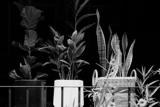 Three potted plants are placed on a horizontal surface against a dark background. Each plant pot has a distinct design: one is a dark-colored pot, another is a white pot, and the third is a woven basket-like pot with handles. The plants appear healthy and varied in type, with different leaf shapes and sizes.