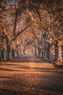 a road with trees on either side