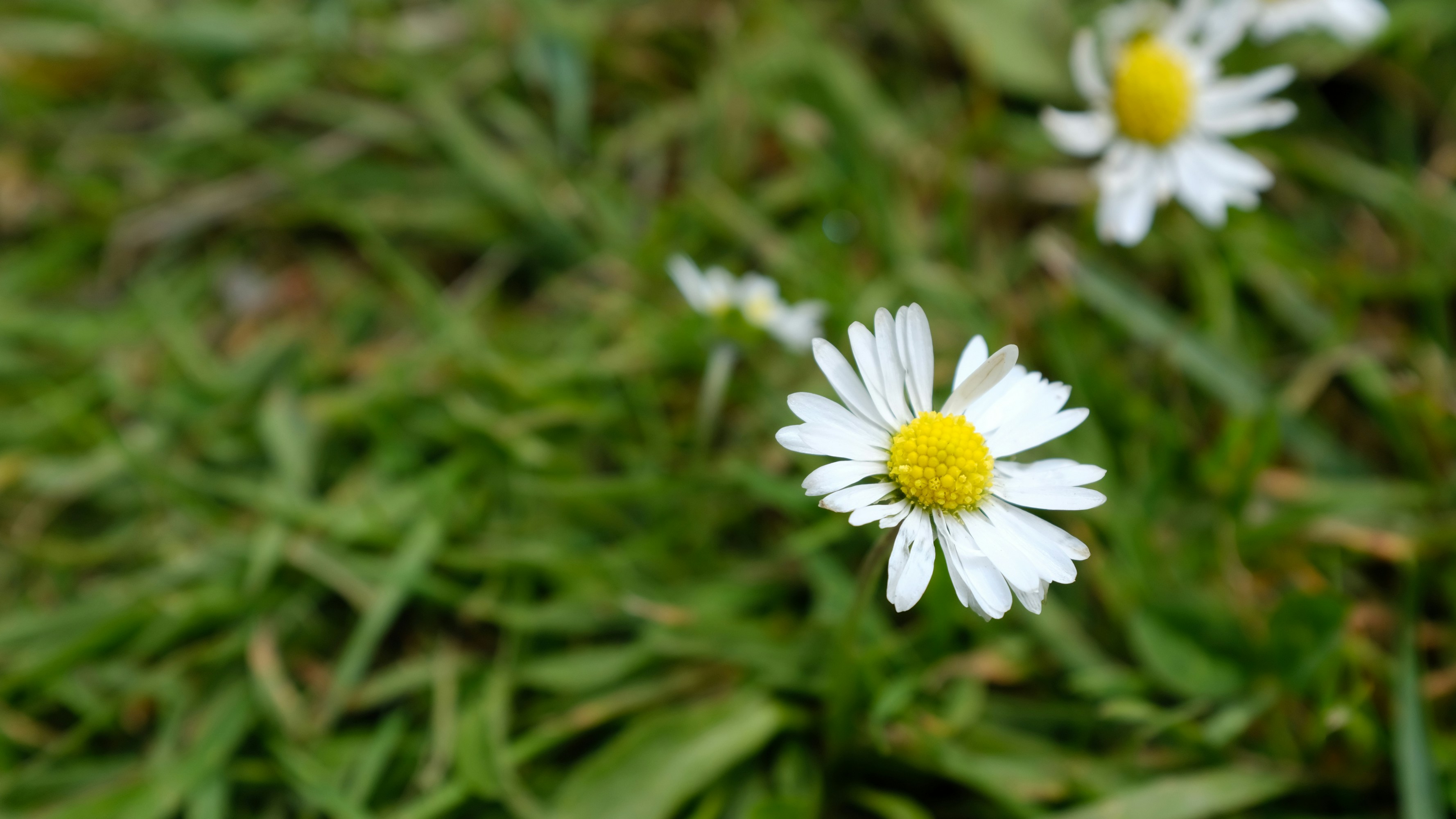 Photo by divyshankar