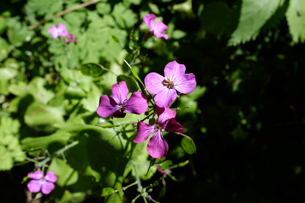 a close up of a flower