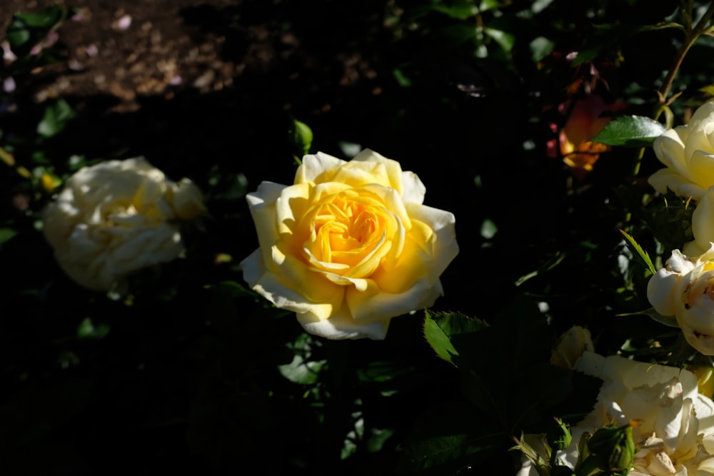 a close up of a yellow rose