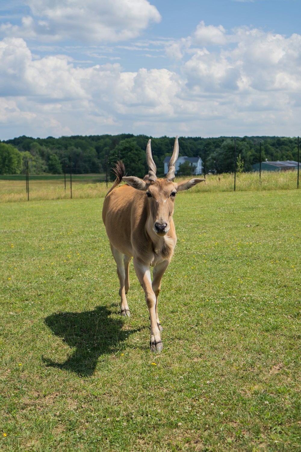 a brown animal with horns standing in a grassy field