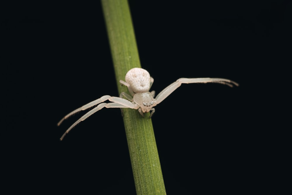 a bug on a green stem