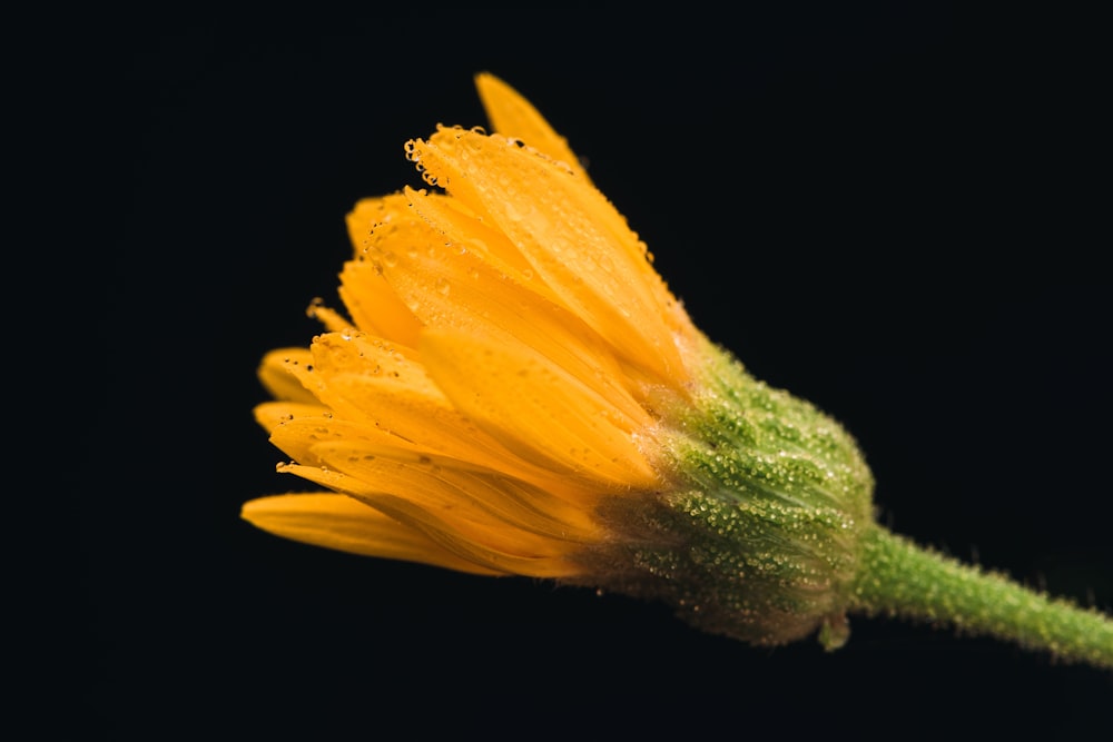 um close-up de uma folha