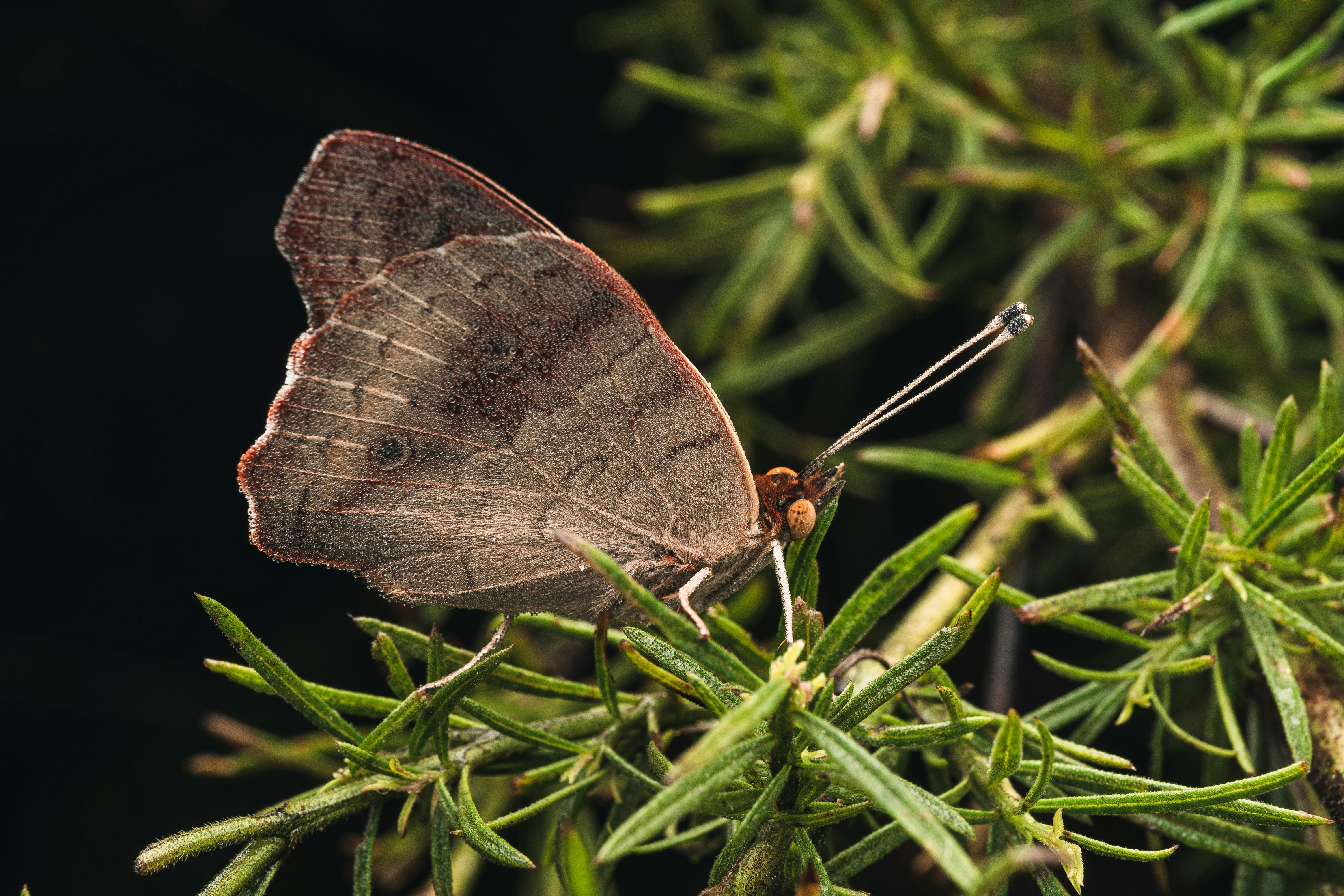 una mariposa en una planta