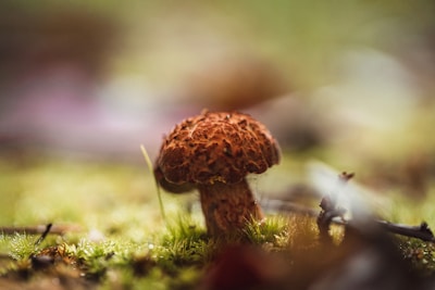 A small brown mushroom sits amidst a lush, green forest floor. The background is softly blurred, creating a dreamy and serene atmosphere, while the light plays gently on the surrounding grass and moss.
