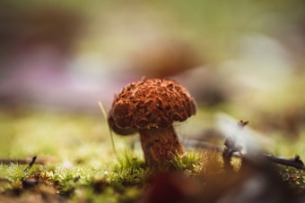 A small brown mushroom sits amidst a lush, green forest floor. The background is softly blurred, creating a dreamy and serene atmosphere, while the light plays gently on the surrounding grass and moss.