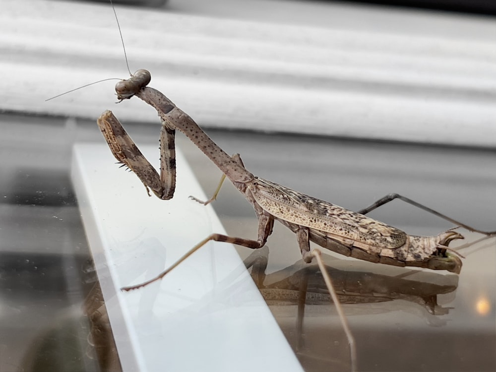 Un insecte sur une surface vitrée