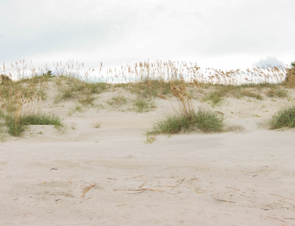 a sandy area with plants