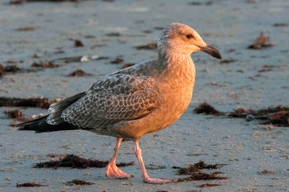 a bird standing on the beach