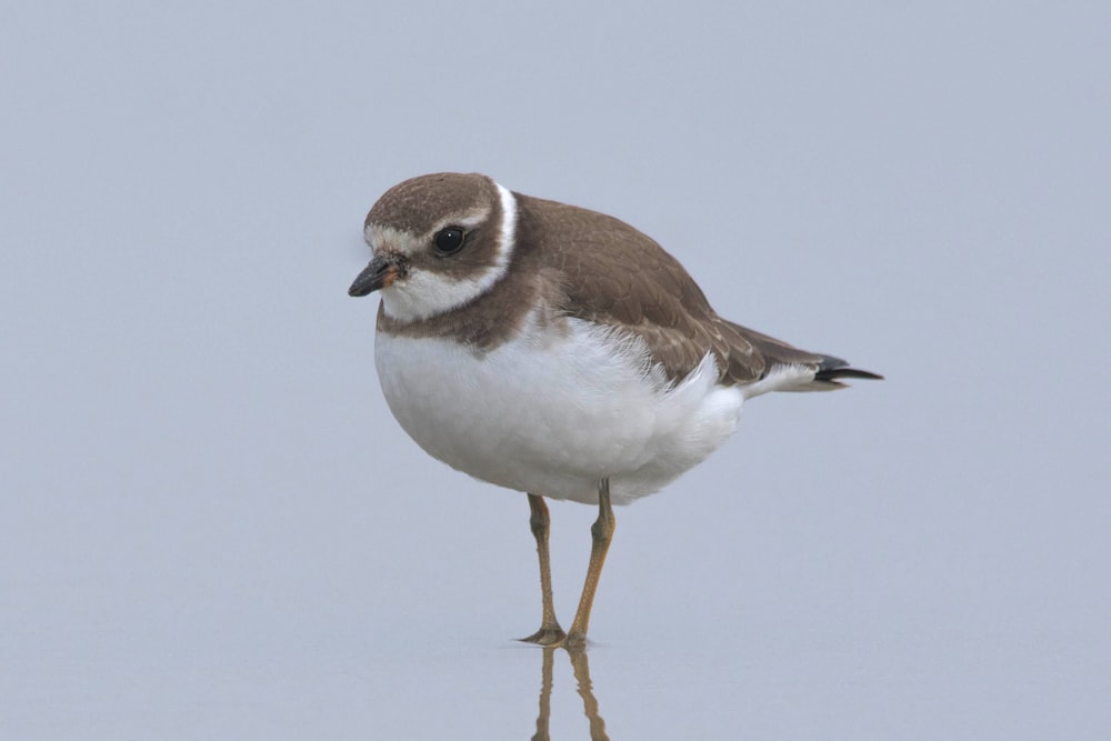 a bird standing on the snow