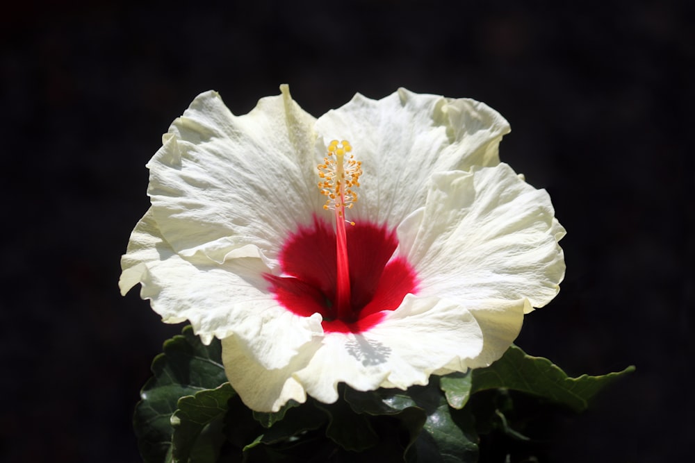 una flor blanca y roja