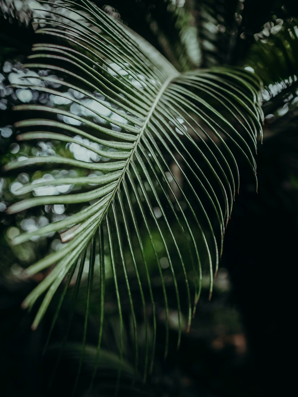 a close up of a leaf