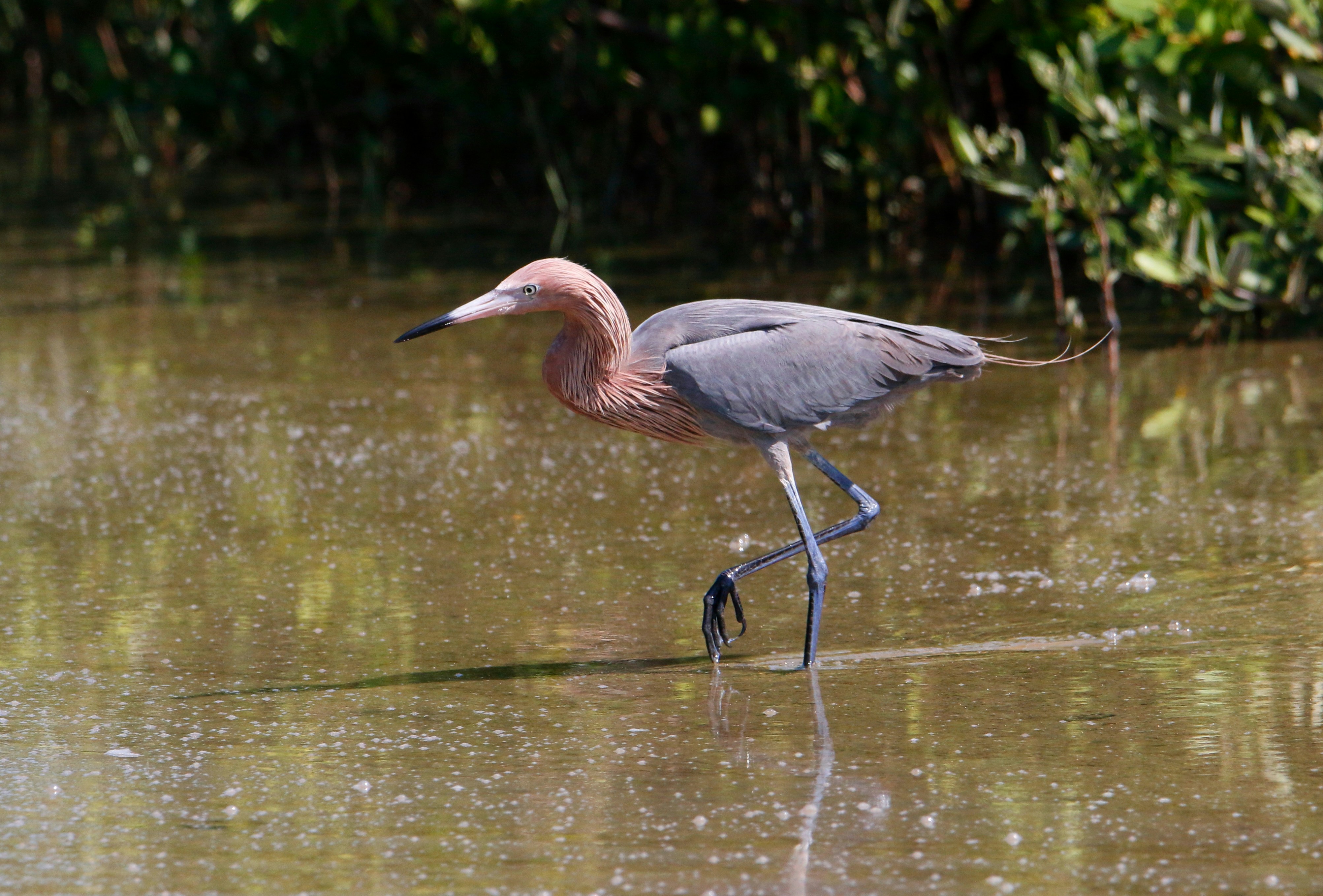 Photo by goldenplover31