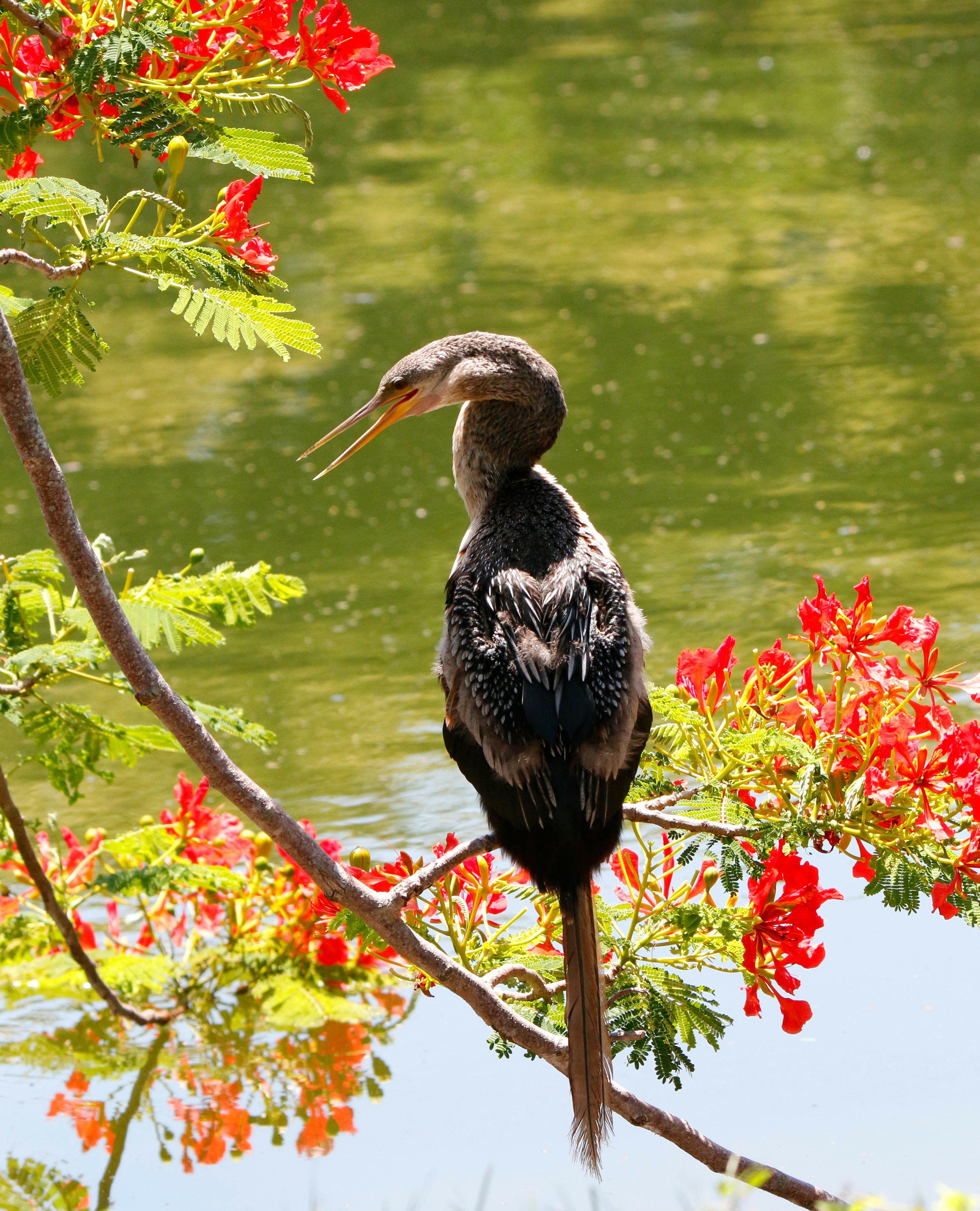 Photo by goldenplover31