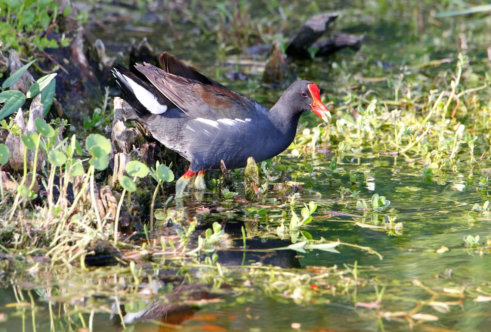 a bird standing in water