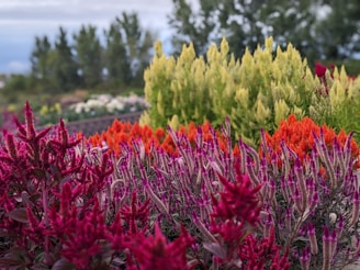 a field of colorful flowers