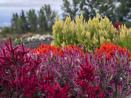 a field of colorful flowers