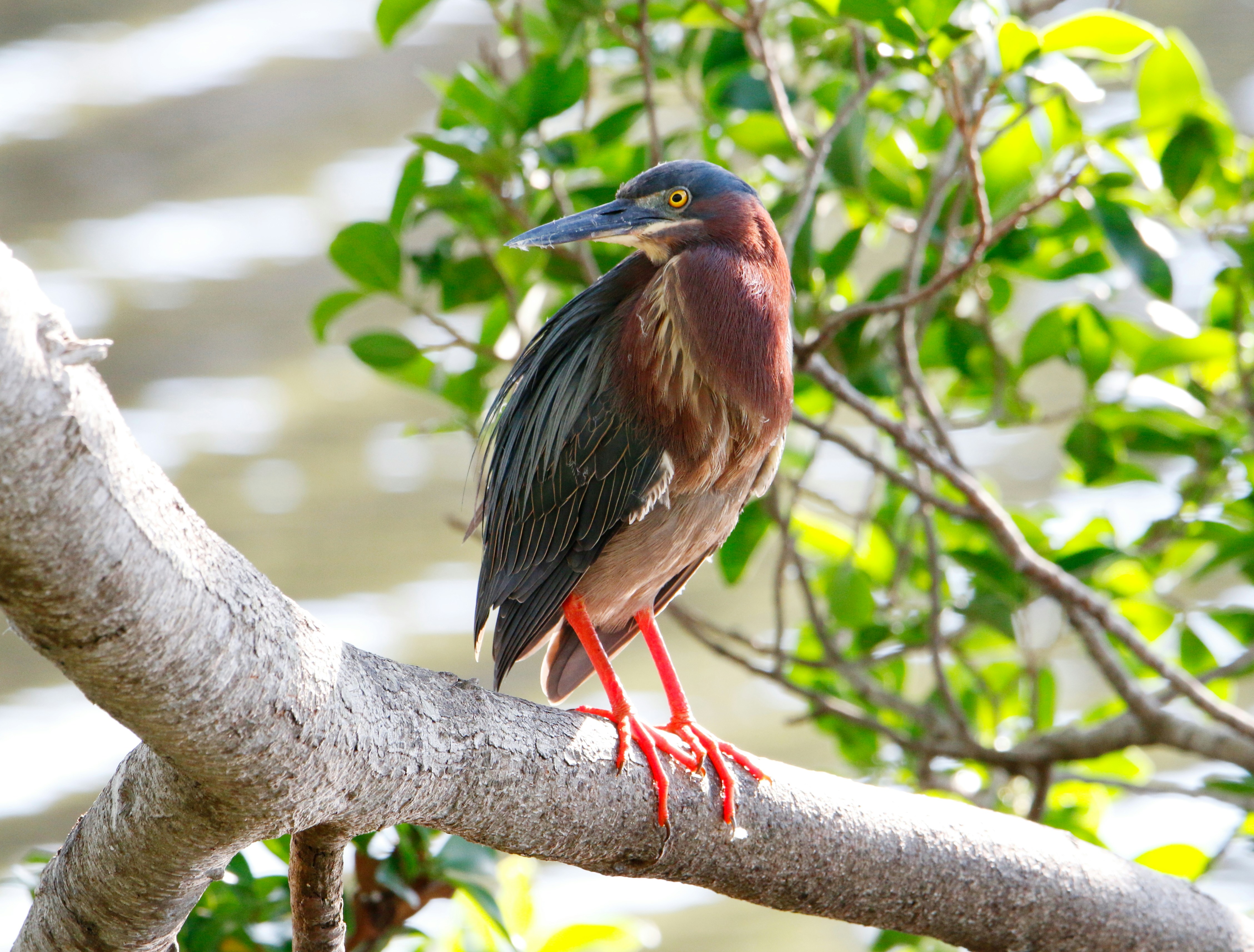 Photo by goldenplover31