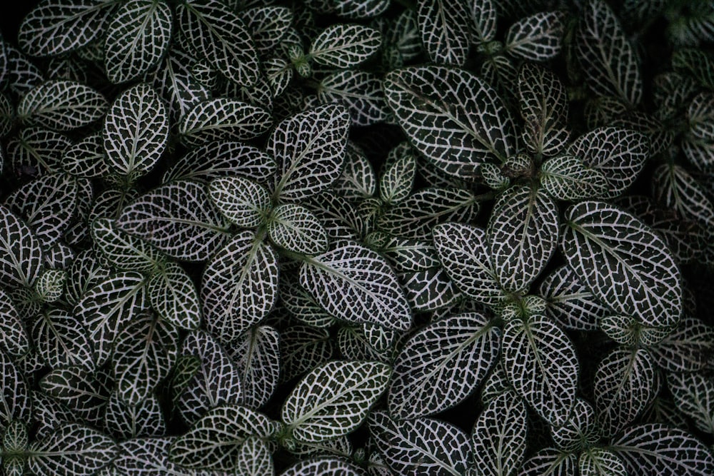 a close up of a plant